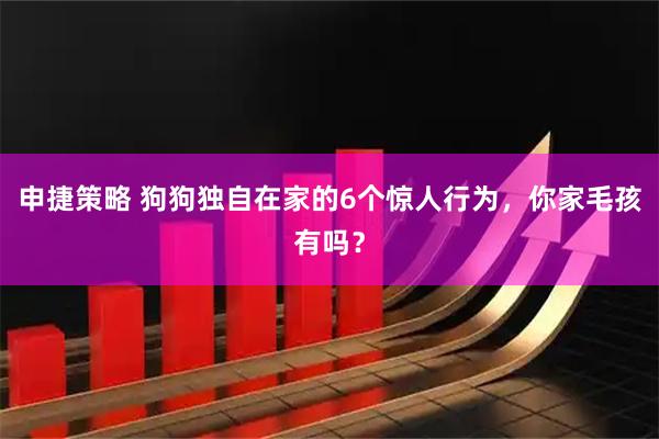 申捷策略 狗狗独自在家的6个惊人行为，你家毛孩有吗？