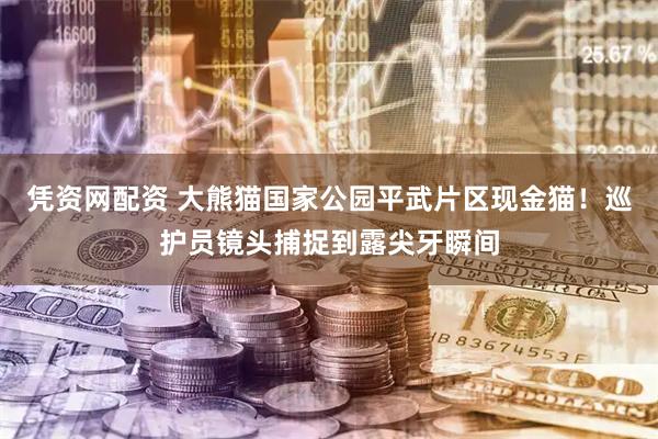 凭资网配资 大熊猫国家公园平武片区现金猫！巡护员镜头捕捉到露尖牙瞬间